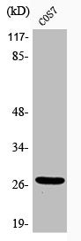 Western Blot analysis of COS7 cells using Phospho-HSP27 (S15) Polyclonal Antibody
