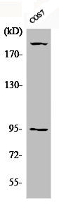 Western Blot analysis of COS7 cells using Phospho-IGF-IR (Y1165/Y1166) Polyclonal Antibody
