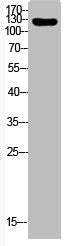 Western Blot analysis of various cells using Phospho-Integrin β1 (T788) Polyclonal Antibody