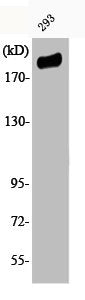 Western Blot analysis of 293 cells using Phospho-IRS-1 (S307) Polyclonal Antibody