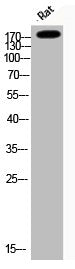 Western Blot analysis of Rat cells using Phospho-IRS-1 (S794) Polyclonal Antibody