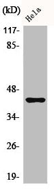 Western Blot analysis of HeLa cells using Phospho-Jun B (S259) Polyclonal Antibody