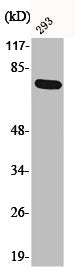 Western Blot analysis of 293 cells using Phospho-LIMK-1 (T508) Polyclonal Antibody
