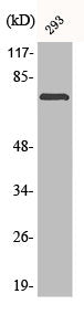 Western Blot analysis of 293 cells using Phospho-LIMK-2 (T505) Polyclonal Antibody