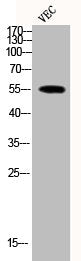 Western Blot analysis of VEC cells using Phospho-MEF-2 (T319) Polyclonal Antibody