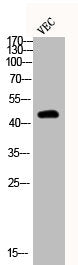 Western Blot analysis of VEC cells using Phospho-MEK-2 (T394) Polyclonal Antibody