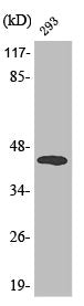 Western Blot analysis of 293 cells using Phospho-MEK-4 (T261) Polyclonal Antibody