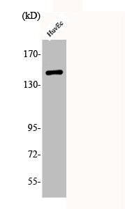 Western Blot analysis of HuvEc cells using Phospho-Met (Y1234) Polyclonal Antibody