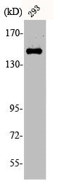 Western Blot analysis of 293 cells using Phospho-Met (Y1349) Polyclonal Antibody