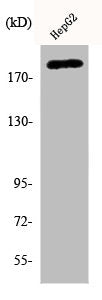 Western Blot analysis of HepG2 cells using Phospho-Neu (Y1221/Y1222) Polyclonal Antibody