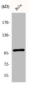 Western Blot analysis of HeLa cells using Phospho-NFκB-p105 (S893) Polyclonal Antibody