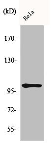 Western Blot analysis of HeLa cells using Phospho-NFκB-p105 (S907) Polyclonal Antibody