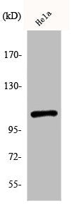 Western Blot analysis of HeLa cells using Phospho-NFκB-p105 (S932) Polyclonal Antibody