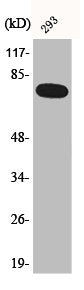 Western Blot analysis of 293 cells using Phospho-NFκB-p65 (S468) Polyclonal Antibody