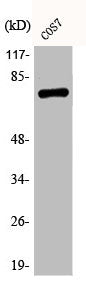 Western Blot analysis of COS7 cells using Phospho-NFκB-p65 (S529) Polyclonal Antibody
