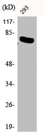 Western Blot analysis of 293 cells using Phospho-NFκB-p65 (T254) Polyclonal Antibody