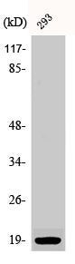Western Blot analysis of 293 cells using Phospho-Op18 (S16) Polyclonal Antibody