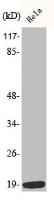 Western Blot analysis of HeLa cells using Phospho-Op18 (S38) Polyclonal Antibody