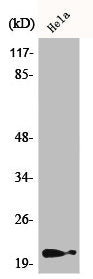 Western Blot analysis of HeLa cells using Phospho-p21 (T145) Polyclonal Antibody