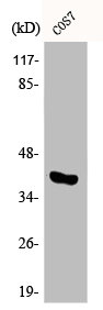 Western Blot analysis of COS7 cells using Phospho-p38 (T180) Polyclonal Antibody