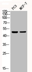 Western Blot analysis of PC-3 MCF7 cells using Phospho-p38 (Y182) Polyclonal Antibody