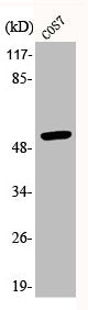 Western Blot analysis of COS7 cells using Phospho-p53 (S20) Polyclonal Antibody