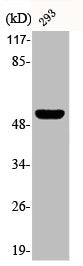 Western Blot analysis of 293 cells using Phospho-p53 (S315) Polyclonal Antibody