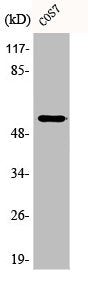 Western Blot analysis of COS7 cells using Phospho-p53 (S9) Polyclonal Antibody