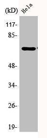 Western Blot analysis of HeLa cells using Phospho-Paxillin (Y31) Polyclonal Antibody