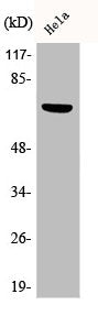 Western Blot analysis of HeLa cells using Phospho-Paxillin (Y88) Polyclonal Antibody