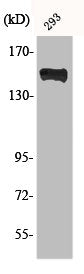 Western Blot analysis of 293 cells using Phospho-PLC γ1 (Y783) Polyclonal Antibody