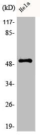 Western Blot analysis of HeLa cells using Phospho-PTEN (S370) Polyclonal Antibody