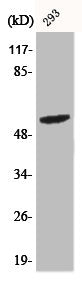 Western Blot analysis of 293 cells using Phospho-Shb (Y246) Polyclonal Antibody