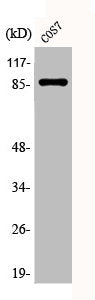 Western Blot analysis of COS7 cells using Phospho-Stat3 (S727) Polyclonal Antibody