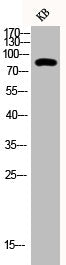 Western Blot analysis of KB cells using Phospho-Stat3 (Y705) Polyclonal Antibody