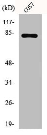 Western Blot analysis of COS7 cells using Phospho-Stat4 (Y693) Polyclonal Antibody