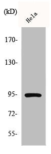 Western Blot analysis of HeLa cells using Phospho-Stat6 (Y641) Polyclonal Antibody