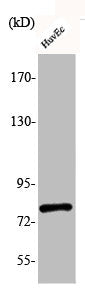 Western Blot analysis of HuvEc cells using Phospho-Tau (S235) Polyclonal Antibody