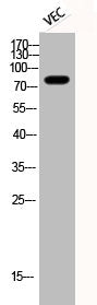 Western Blot analysis of VEC cells using Phospho-Tau (S396) Polyclonal Antibody