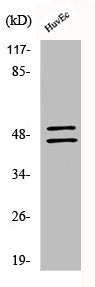 Western Blot analysis of COS7 cells using Phospho-VASP (S157) Polyclonal Antibody