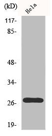 Western Blot analysis of HeLa cells using Phospho-p27 (T187) Polyclonal Antibody