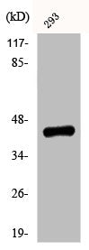 Western Blot analysis of 293 cells using Phospho-Ephrin-B1/2 (Y330) Polyclonal Antibody