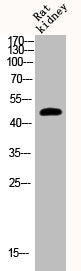 Western Blot analysis of RAT-kidney cells using Phospho-GSK3β (S9) Polyclonal Antibody