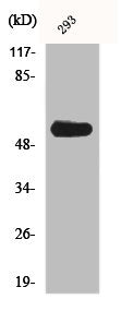 Western Blot analysis of 293 cells using Phospho-c-Src (Y419) Polyclonal Antibody
