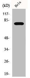 Western Blot analysis of HeLa cells using Phospho-Btk (Y223) Polyclonal Antibody