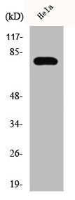 Western Blot analysis of HeLa cells using Phospho-Btk (Y551) Polyclonal Antibody
