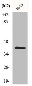 Western Blot analysis of HeLa cells using Phospho-CKR-5 (S349) Polyclonal Antibody