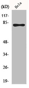 Western Blot analysis of HeLa cells using Phospho-Rad17 (S645) Polyclonal Antibody