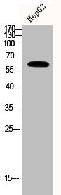 Western Blot analysis of HEPG2 cells using Phospho-Akt1 (S129) Polyclonal Antibody