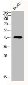 Western Blot analysis of HEPG2 cells using Phospho-p38 (T180/Y182) Polyclonal Antibody